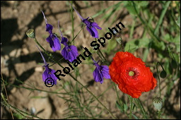 Acker-Rittersporn, Feld-Rittersporn, Consolida regalis, Delphinium consolida, Ranunculaceae, Consolida ajacis, Delphinium ajacis, Acker-Rittersporn, Feld-Rittersporn, Blühend Kauf von 00512consolida_regalisimg_8393.jpg