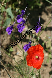 Acker-Rittersporn, Feld-Rittersporn, Consolida regalis, Delphinium consolida, Ranunculaceae, Consolida ajacis, Delphinium ajacis, Acker-Rittersporn, Feld-Rittersporn, Blühend Kauf von 00512consolida_regalisimg_8394.jpg
