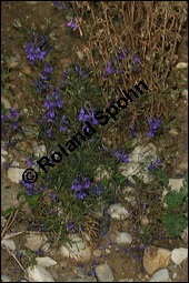 Acker-Rittersporn, Feld-Rittersporn, Consolida regalis, Delphinium consolida, Ranunculaceae, Consolida ajacis, Delphinium ajacis, Acker-Rittersporn, Feld-Rittersporn, Blühend Kauf von 00512consolida_regalisimg_8407.jpg