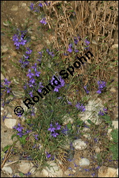 Acker-Rittersporn, Feld-Rittersporn, Consolida regalis, Delphinium consolida, Ranunculaceae, Consolida ajacis, Delphinium ajacis, Acker-Rittersporn, Feld-Rittersporn, Blühend Kauf von 00512consolida_regalisimg_8408.jpg