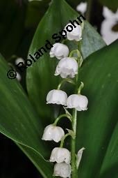 Gewöhnliches Maiglöckchen, Convallaria majalis, Liliaceae/Convallariaceae, Convallaria majalis, Gewöhnliches Maiglöckchen, Beblättert Kauf von 00513_convallaria_majalis_dsc_0317.jpg