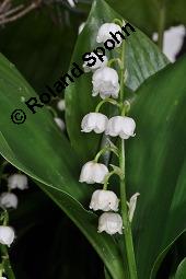 Gewöhnliches Maiglöckchen, Convallaria majalis, Liliaceae/Convallariaceae, Convallaria majalis, Gewöhnliches Maiglöckchen, Beblättert Kauf von 00513_convallaria_majalis_dsc_0319.jpg
