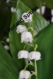 Gewöhnliches Maiglöckchen, Convallaria majalis, Liliaceae/Convallariaceae, Convallaria majalis, Gewöhnliches Maiglöckchen, Beblättert Kauf von 00513_convallaria_majalis_dsc_0320.jpg