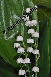 Gewöhnliches Maiglöckchen, Convallaria majalis, Liliaceae/Convallariaceae, Convallaria majalis, Gewöhnliches Maiglöckchen, Beblättert Kauf von 00513_convallaria_majalis_dsc_0321.jpg