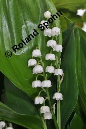 Gewöhnliches Maiglöckchen, Convallaria majalis, Liliaceae/Convallariaceae, Convallaria majalis, Gewöhnliches Maiglöckchen, Beblättert Kauf von 00513_convallaria_majalis_dsc_0322.jpg