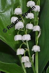 Gewöhnliches Maiglöckchen, Convallaria majalis, Liliaceae/Convallariaceae, Convallaria majalis, Gewöhnliches Maiglöckchen, Beblättert Kauf von 00513_convallaria_majalis_dsc_0323.jpg