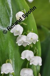 Gewöhnliches Maiglöckchen, Convallaria majalis, Liliaceae/Convallariaceae, Convallaria majalis, Gewöhnliches Maiglöckchen, Beblättert Kauf von 00513_convallaria_majalis_dsc_0324.jpg