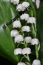 Gewöhnliches Maiglöckchen, Convallaria majalis, Liliaceae/Convallariaceae, Convallaria majalis, Gewöhnliches Maiglöckchen, Beblättert Kauf von 00513_convallaria_majalis_dsc_0325.jpg