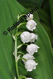 Gewöhnliches Maiglöckchen, Convallaria majalis, Liliaceae/Convallariaceae, Convallaria majalis, Gewöhnliches Maiglöckchen, Beblättert Kauf von 00513_convallaria_majalis_dsc_0326.jpg