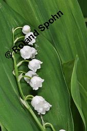 Gewöhnliches Maiglöckchen, Convallaria majalis, Liliaceae/Convallariaceae, Convallaria majalis, Gewöhnliches Maiglöckchen, Beblättert Kauf von 00513_convallaria_majalis_dsc_0327.jpg