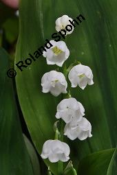 Gewöhnliches Maiglöckchen, Convallaria majalis, Liliaceae/Convallariaceae, Convallaria majalis, Gewöhnliches Maiglöckchen, Beblättert Kauf von 00513_convallaria_majalis_dsc_0328.jpg