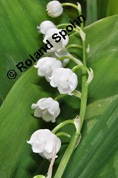 Gewöhnliches Maiglöckchen, Convallaria majalis, Liliaceae/Convallariaceae, Convallaria majalis, Gewöhnliches Maiglöckchen, Beblättert Kauf von 00513_convallaria_majalis_dsc_0329.jpg