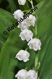 Gewöhnliches Maiglöckchen, Convallaria majalis, Liliaceae/Convallariaceae, Convallaria majalis, Gewöhnliches Maiglöckchen, Beblättert Kauf von 00513_convallaria_majalis_dsc_0330.jpg