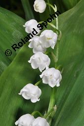 Gewöhnliches Maiglöckchen, Convallaria majalis, Liliaceae/Convallariaceae, Convallaria majalis, Gewöhnliches Maiglöckchen, Beblättert Kauf von 00513_convallaria_majalis_dsc_0331.jpg