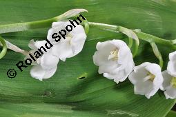 Gewöhnliches Maiglöckchen, Convallaria majalis, Liliaceae/Convallariaceae, Convallaria majalis, Gewöhnliches Maiglöckchen, Beblättert Kauf von 00513_convallaria_majalis_dsc_0332.jpg