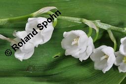 Gewöhnliches Maiglöckchen, Convallaria majalis, Liliaceae/Convallariaceae, Convallaria majalis, Gewöhnliches Maiglöckchen, Beblättert Kauf von 00513_convallaria_majalis_dsc_0333.jpg