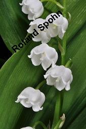 Gewöhnliches Maiglöckchen, Convallaria majalis, Liliaceae/Convallariaceae, Convallaria majalis, Gewöhnliches Maiglöckchen, Beblättert Kauf von 00513_convallaria_majalis_dsc_0334.jpg