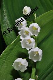 Gewöhnliches Maiglöckchen, Convallaria majalis, Liliaceae/Convallariaceae, Convallaria majalis, Gewöhnliches Maiglöckchen, Beblättert Kauf von 00513_convallaria_majalis_dsc_0335.jpg