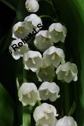 Gewöhnliches Maiglöckchen, Convallaria majalis, Liliaceae/Convallariaceae, Convallaria majalis, Gewöhnliches Maiglöckchen, Beblättert Kauf von 00513_convallaria_majalis_dsc_0336.jpg