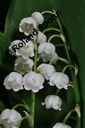 Gewöhnliches Maiglöckchen, Convallaria majalis, Liliaceae/Convallariaceae, Convallaria majalis, Gewöhnliches Maiglöckchen, Beblättert Kauf von 00513_convallaria_majalis_dsc_0337.jpg