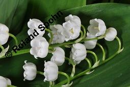 Gewöhnliches Maiglöckchen, Convallaria majalis, Liliaceae/Convallariaceae, Convallaria majalis, Gewöhnliches Maiglöckchen, Beblättert Kauf von 00513_convallaria_majalis_dsc_0339.jpg