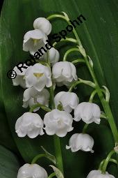 Gewöhnliches Maiglöckchen, Convallaria majalis, Liliaceae/Convallariaceae, Convallaria majalis, Gewöhnliches Maiglöckchen, Beblättert Kauf von 00513_convallaria_majalis_dsc_0340.jpg