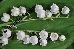 Gewöhnliches Maiglöckchen, Convallaria majalis, Liliaceae/Convallariaceae, Convallaria majalis, Gewöhnliches Maiglöckchen, Beblättert Kauf von 00513_convallaria_majalis_dsc_0342.jpg