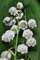 Gewöhnliches Maiglöckchen, Convallaria majalis, Liliaceae/Convallariaceae, Convallaria majalis, Gewöhnliches Maiglöckchen, Beblättert Kauf von 00513_convallaria_majalis_dsc_0343.jpg