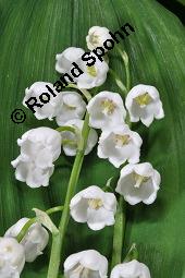 Gewöhnliches Maiglöckchen, Convallaria majalis, Liliaceae/Convallariaceae, Convallaria majalis, Gewöhnliches Maiglöckchen, Beblättert Kauf von 00513_convallaria_majalis_dsc_0345.jpg