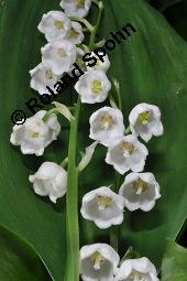 Gewöhnliches Maiglöckchen, Convallaria majalis, Liliaceae/Convallariaceae, Convallaria majalis, Gewöhnliches Maiglöckchen, Beblättert Kauf von 00513_convallaria_majalis_dsc_0346.jpg