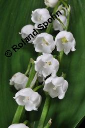 Gewöhnliches Maiglöckchen, Convallaria majalis, Liliaceae/Convallariaceae, Convallaria majalis, Gewöhnliches Maiglöckchen, Beblättert Kauf von 00513_convallaria_majalis_dsc_0347.jpg