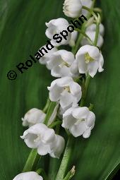 Gewöhnliches Maiglöckchen, Convallaria majalis, Liliaceae/Convallariaceae, Convallaria majalis, Gewöhnliches Maiglöckchen, Beblättert Kauf von 00513_convallaria_majalis_dsc_0348.jpg