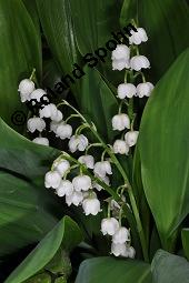 Gewöhnliches Maiglöckchen, Convallaria majalis, Liliaceae/Convallariaceae, Convallaria majalis, Gewöhnliches Maiglöckchen, Beblättert Kauf von 00513_convallaria_majalis_dsc_0350.jpg