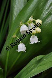 Gewöhnliches Maiglöckchen, Convallaria majalis, Liliaceae/Convallariaceae, Convallaria majalis, Gewöhnliches Maiglöckchen, Beblättert Kauf von 00513_convallaria_majalis_dsc_3543.jpg