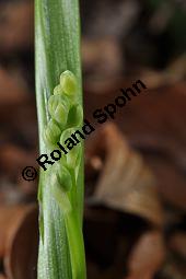 Gewöhnliches Maiglöckchen, Convallaria majalis, Liliaceae/Convallariaceae, Convallaria majalis, Gewöhnliches Maiglöckchen, Beblättert Kauf von 00513_convallaria_majalis_dsc_3550.jpg