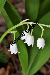 Gewöhnliches Maiglöckchen, Convallaria majalis, Liliaceae/Convallariaceae, Convallaria majalis, Gewöhnliches Maiglöckchen, Beblättert Kauf von 00513_convallaria_majalis_dsc_3563.jpg