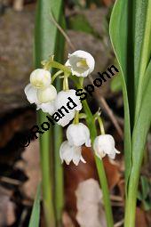 Gewöhnliches Maiglöckchen, Convallaria majalis, Liliaceae/Convallariaceae, Convallaria majalis, Gewöhnliches Maiglöckchen, Beblättert Kauf von 00513_convallaria_majalis_dsc_3571.jpg