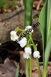 Gewöhnliches Maiglöckchen, Convallaria majalis, Liliaceae/Convallariaceae, Convallaria majalis, Gewöhnliches Maiglöckchen, Beblättert Kauf von 00513_convallaria_majalis_dsc_3572.jpg