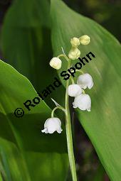 Gewöhnliches Maiglöckchen, Convallaria majalis, Liliaceae/Convallariaceae, Convallaria majalis, Gewöhnliches Maiglöckchen, Beblättert Kauf von 00513_convallaria_majalis_dsc_3606.jpg