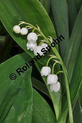 Gewöhnliches Maiglöckchen, Convallaria majalis, Liliaceae/Convallariaceae, Convallaria majalis, Gewöhnliches Maiglöckchen, Beblättert Kauf von 00513_convallaria_majalis_dsc_3630.jpg