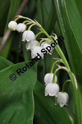 Gewöhnliches Maiglöckchen, Convallaria majalis, Liliaceae/Convallariaceae, Convallaria majalis, Gewöhnliches Maiglöckchen, Beblättert Kauf von 00513_convallaria_majalis_dsc_3631.jpg