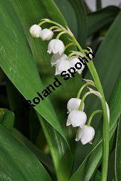 Gewöhnliches Maiglöckchen, Convallaria majalis, Liliaceae/Convallariaceae, Convallaria majalis, Gewöhnliches Maiglöckchen, Beblättert Kauf von 00513_convallaria_majalis_dsc_3633.jpg