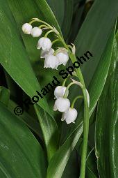 Gewöhnliches Maiglöckchen, Convallaria majalis, Liliaceae/Convallariaceae, Convallaria majalis, Gewöhnliches Maiglöckchen, Beblättert Kauf von 00513_convallaria_majalis_dsc_3634.jpg