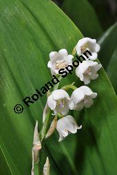 Gewöhnliches Maiglöckchen, Convallaria majalis, Liliaceae/Convallariaceae, Convallaria majalis, Gewöhnliches Maiglöckchen, Beblättert Kauf von 00513_convallaria_majalis_dsc_3636.jpg