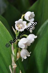 Gewöhnliches Maiglöckchen, Convallaria majalis, Liliaceae/Convallariaceae, Convallaria majalis, Gewöhnliches Maiglöckchen, Beblättert Kauf von 00513_convallaria_majalis_dsc_3637.jpg