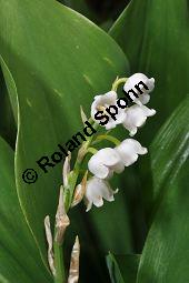 Gewöhnliches Maiglöckchen, Convallaria majalis, Liliaceae/Convallariaceae, Convallaria majalis, Gewöhnliches Maiglöckchen, Beblättert Kauf von 00513_convallaria_majalis_dsc_3638.jpg