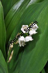 Gewöhnliches Maiglöckchen, Convallaria majalis, Liliaceae/Convallariaceae, Convallaria majalis, Gewöhnliches Maiglöckchen, Beblättert Kauf von 00513_convallaria_majalis_dsc_3639.jpg