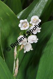 Gewöhnliches Maiglöckchen, Convallaria majalis, Liliaceae/Convallariaceae, Convallaria majalis, Gewöhnliches Maiglöckchen, Beblättert Kauf von 00513_convallaria_majalis_dsc_3640.jpg