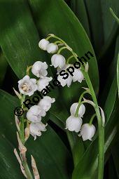 Gewöhnliches Maiglöckchen, Convallaria majalis, Liliaceae/Convallariaceae, Convallaria majalis, Gewöhnliches Maiglöckchen, Beblättert Kauf von 00513_convallaria_majalis_dsc_3641.jpg