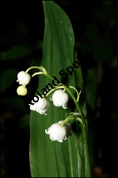 Gewöhnliches Maiglöckchen, Convallaria majalis, Liliaceae/Convallariaceae, Convallaria majalis, Gewöhnliches Maiglöckchen, Beblättert Kauf von 00513convallaria_majalisimg_2110.jpg